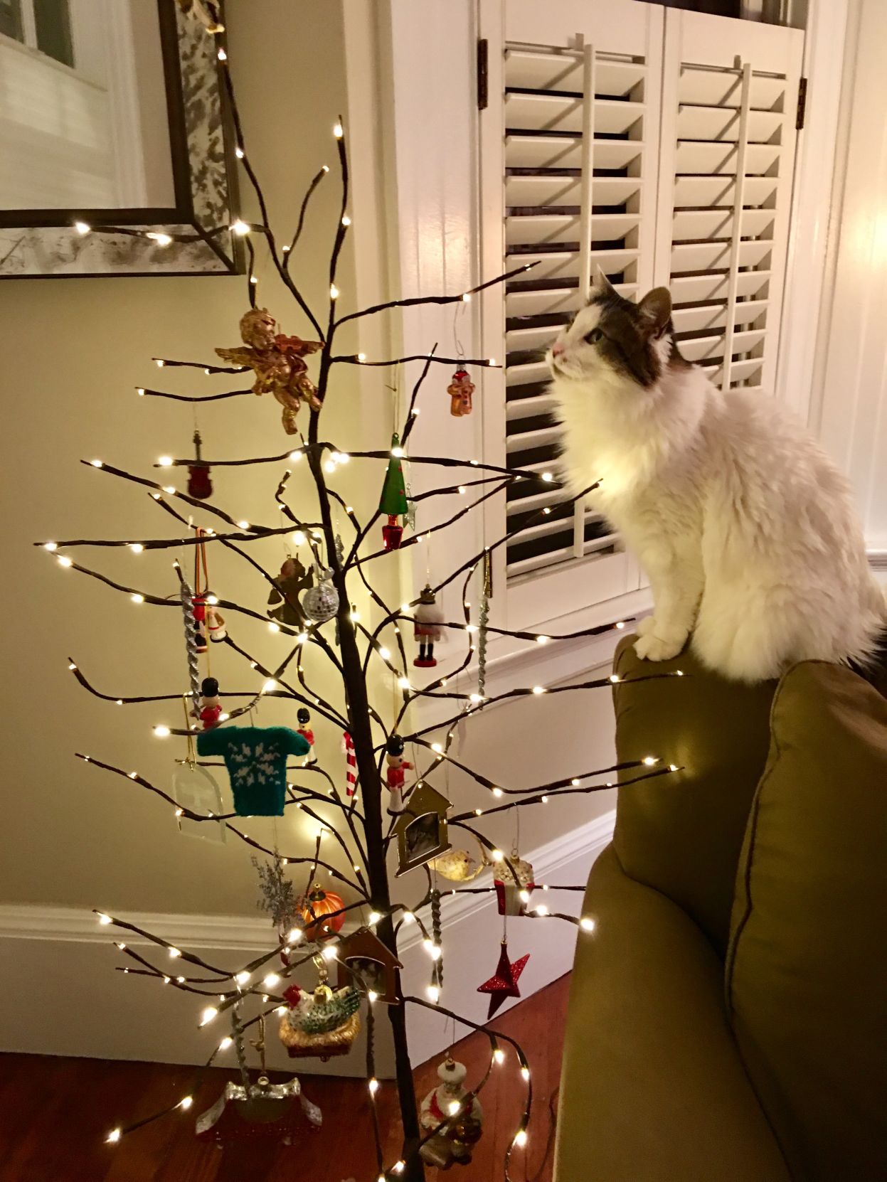 Christmas Cats